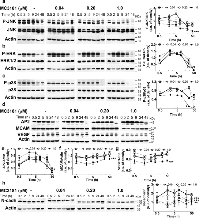 MC3181 causes a persistent decrease of JNK/p38 phospho-activation and of the expression of proteins involved in melanoma invasion.