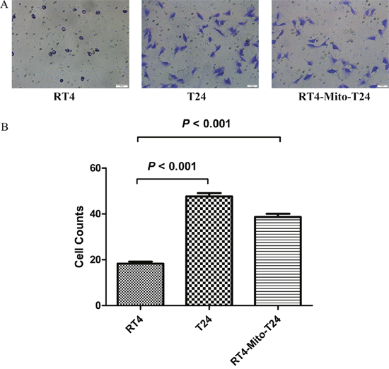 Transwell assay shows RT4 cells&#x2019; invasive ability is lower than RT4-Mito-T24 cells.