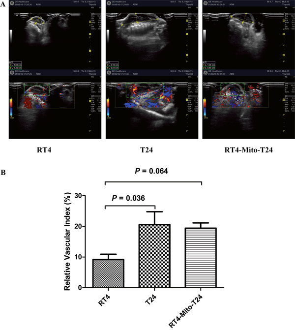 Increase of relative vascular index was not identical in RT4-Mito-T24 cell xenografts.