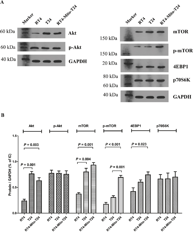 Akt and mTOR signaling were upregulated in RT4-Mito-T24 cells.