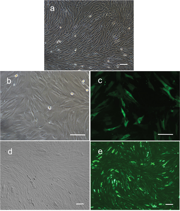 Expression of GFP in human foreskin fibroblasts after transfection with lentivirus containing GFP alone or GFP in combination with PIWIL2.