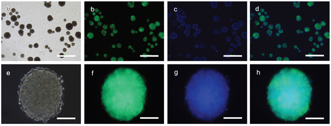 Sub-cultured spheroids.