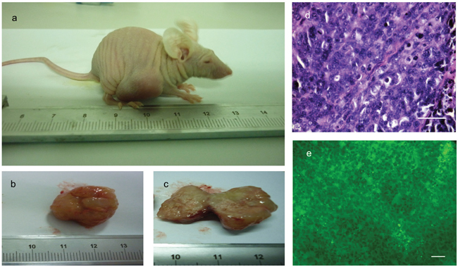 Cells isolated from PIWIL2 expressing spheroids form tumors in athymic mice.