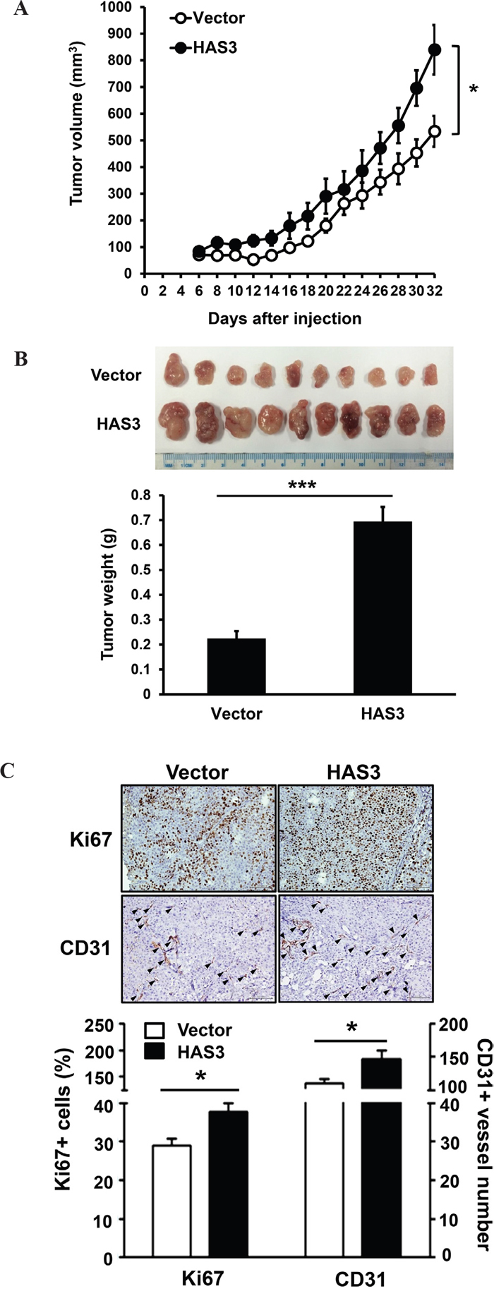 Ectopic HAS3 expression promoted xenograft tumorigenesis in vivo.