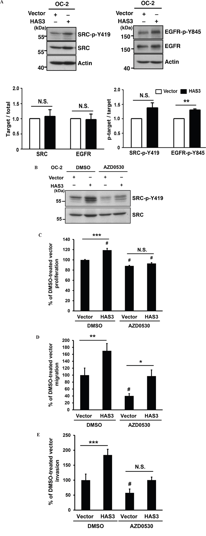 HAS3-mediated oncogenic actions were partly through the activation of Src-EGFR signaling axis.