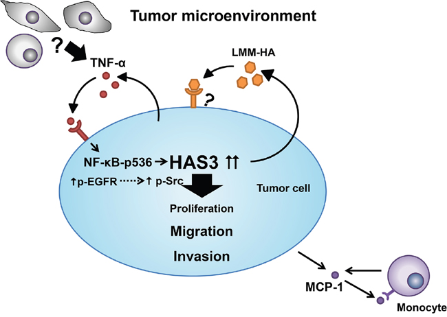 A schematic model for HAS3-mediated oncogenic signaling in tumor microenviroment.