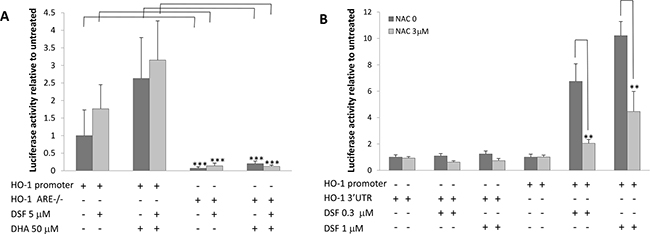 DSF enhances DHA-induced HO-1 gene transcription.