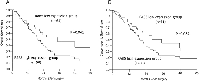 Relationships between postoperative survival and RAB5 and E-cadherin expression.