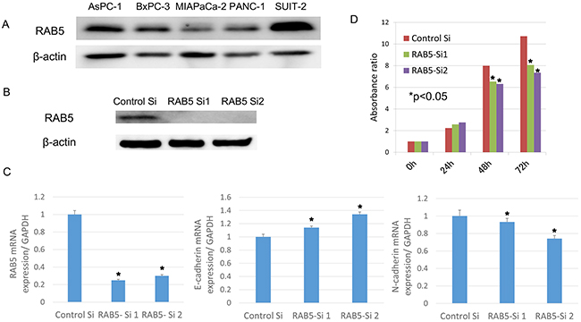 Functional analysis of RAB5 by small-interfering RNA (siRNA).