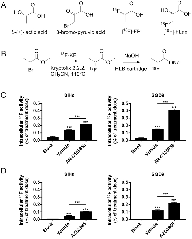 Oxidative human cancer cells do not trap (&#x00B1;)-[18F]-2-fluoropropionate in a MCT1-dependent manner.