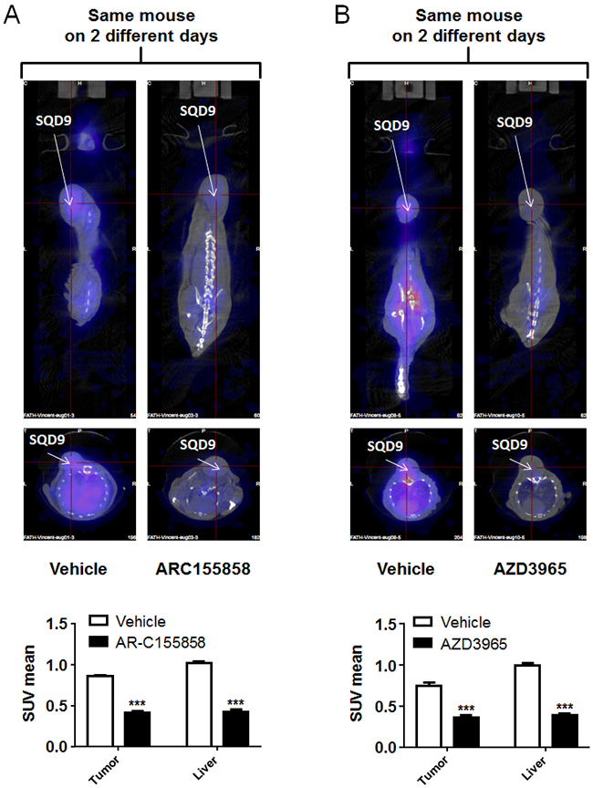 MCT1 inhibitors AR-C155858 and AZD3965 block the in vivo uptake of [18F]-FLac by human SQD9 tumors in mice.