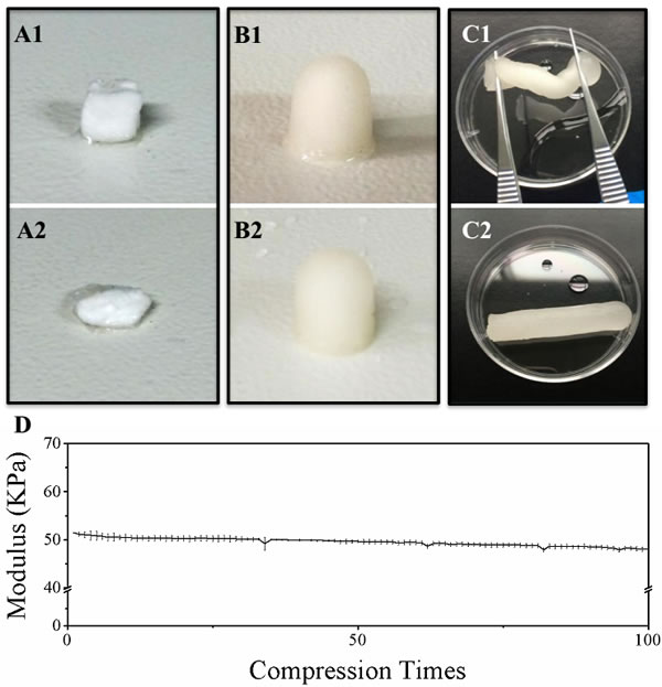 Evaluation of chitosan scaffold elasticity.