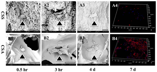 Biocompatiblity of both chitosan scaffolds