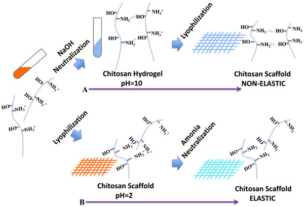 Scheme 1: Schematic illustration of the farbrication procedure by (A) NaOH neutralization and lyophilization that result in non-elastic scaffold or (B) lyophilization followed by NH3 neutralization that result in elastic scaffold.