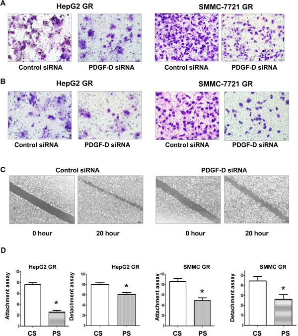 Down-regulation of PDGF-D inhibited cell migration and invasion, and reduce detachment of HepG2 GR cells.