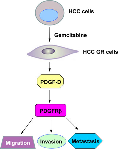 A proposed model for PDGF-D signaling pathway in HCC GR EMT-type cells.