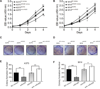 The effect of miR-625 on the proliferation of malignant melanoma cells.
