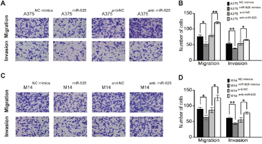 miR-625 inhibits migration and invasion of malignant melanoma cells.