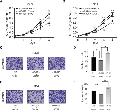 SOX2 can rescue effect of miR-625 in malignant melanoma.