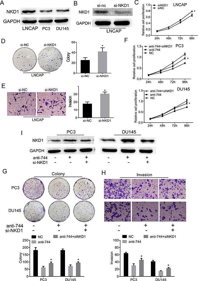 NKD1 is a critical downstream mediator of miR-744 effects in prostate cancer progression.