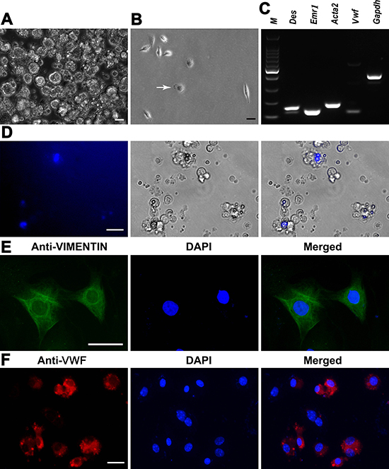 Characterization and identification of mouse liver mesenchymal cells.