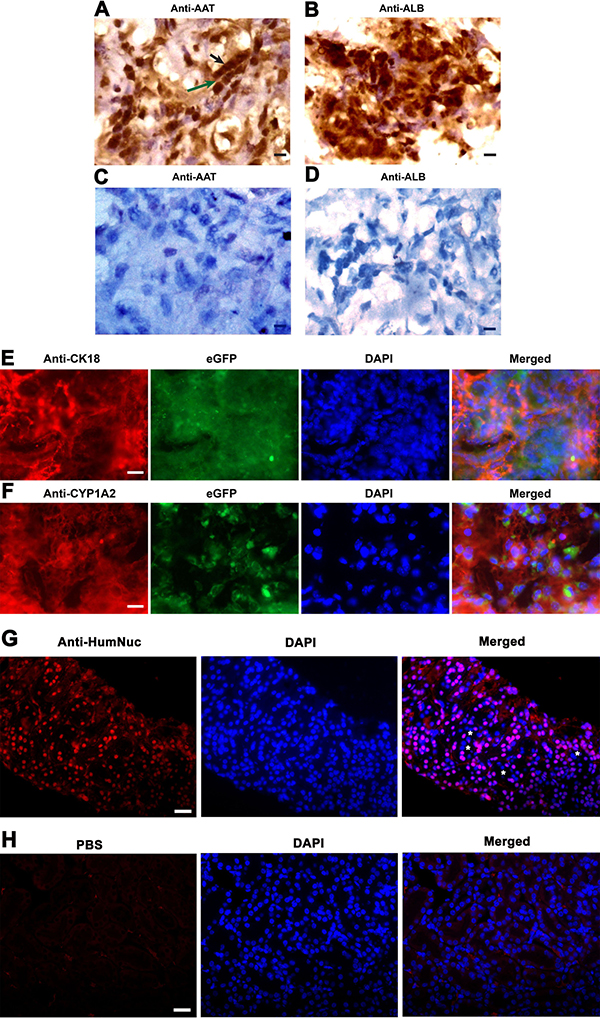 The expression of hepatic markers in the grafts derived from human SSC line and mouse liver mesenchymal cells.