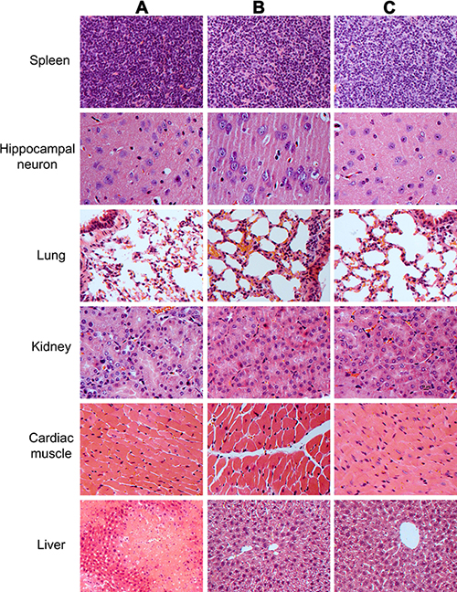 The histological observations of the organs and tissues in mice transplanted with human SSC line and mouse liver mesenchymal cells, mice with liver injury, and the normal nude mice.