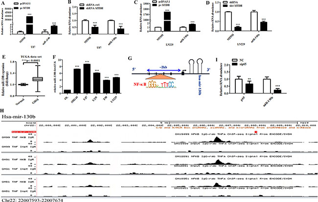 MTDH modulates miR-130b expression by acting as NF-&#x03BA;B coactivator.