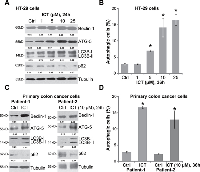 Icaritin activates autophagy in human CRC cells.