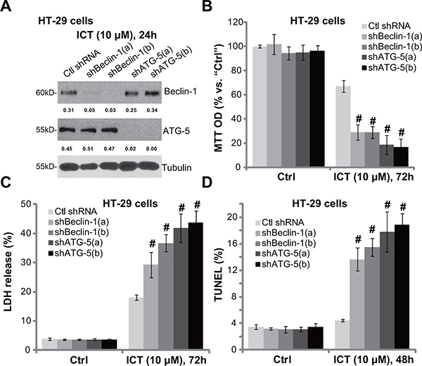 Beclin-1 or ATG-5 shRNA knockdown sensitizes icaritin-induced cytotoxicity against CRC cells.