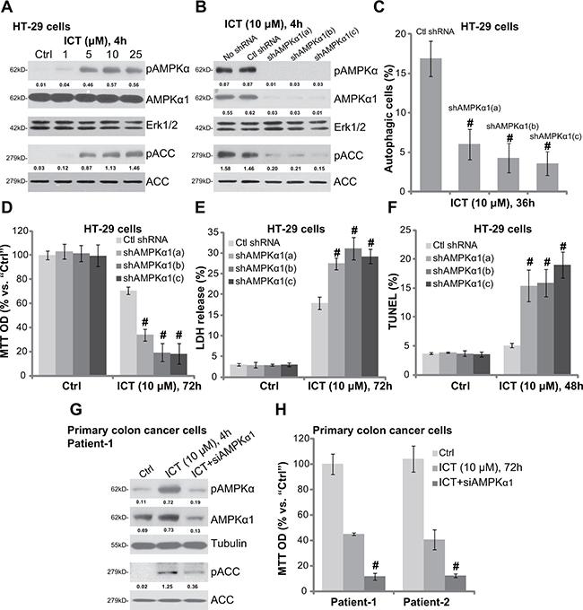 Icaritin activates AMPK as upstream of autophagy in CRC cells.
