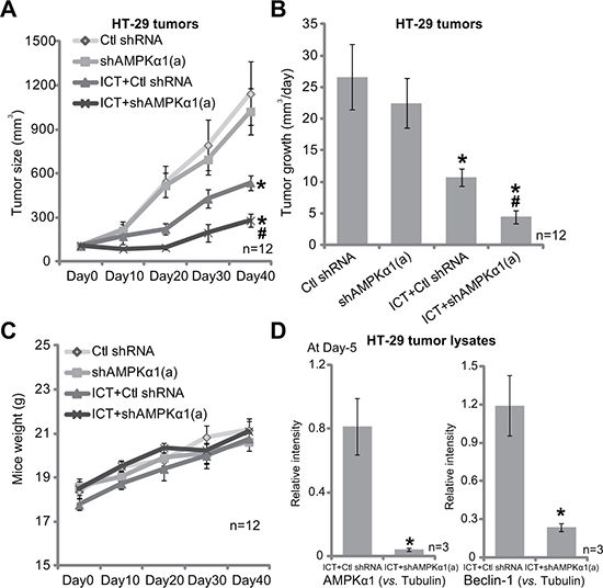 AMPK&#x03B1;1 silence sensitizes icaritin-induced anti-HT-29 tumor activity in vivo.