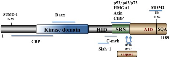 Schematic summary of HIPK2 domain structure.