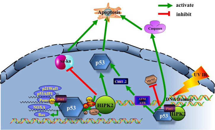 HIPK2/p53 induce apoptosis.
