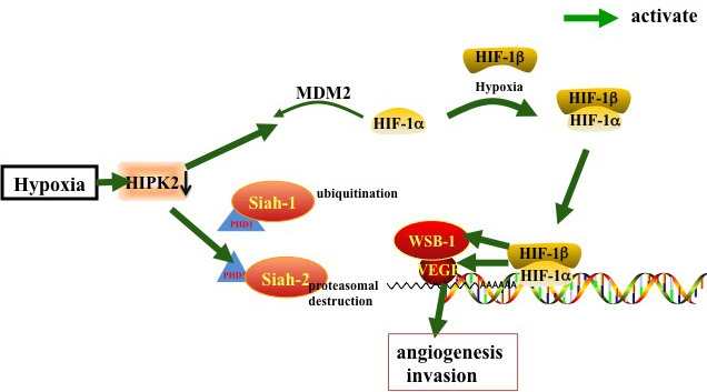 HIPK2 inhibits angiogenesis by regulating siah-1, siah-2, WSB-1, HIF-1 and VEGF in a hypoxic environment.