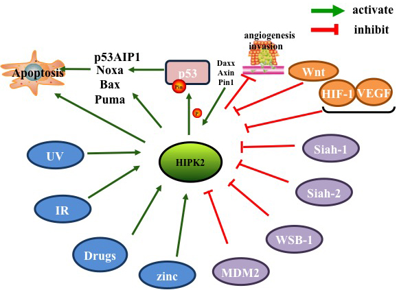 Factors inhibiting and promoting HIPK2 .