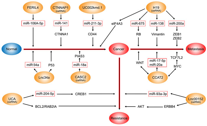 The CRC-associated lncRNAs which interact with miRNAs.