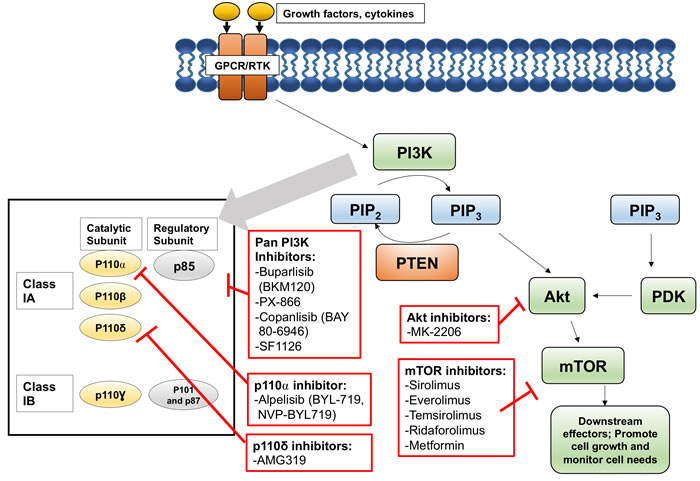 The PI3K signaling pathway&#x2019;s key players and inhibitors under investigation in HNSCC trials.