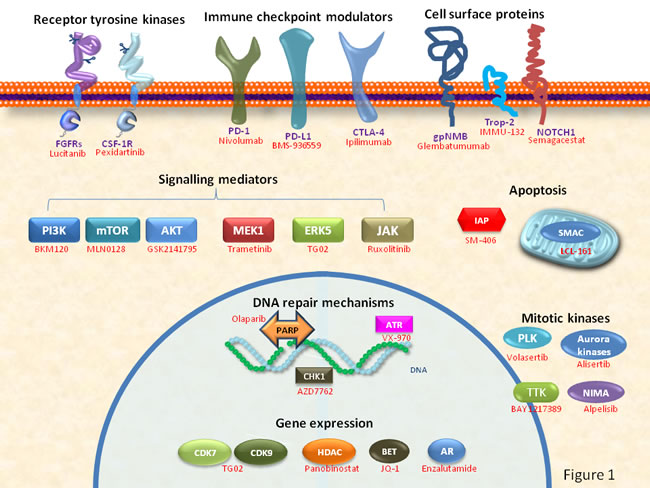 Schematic representation of cellular functions and key components used as potential drug targets for the therapy of TNBC.