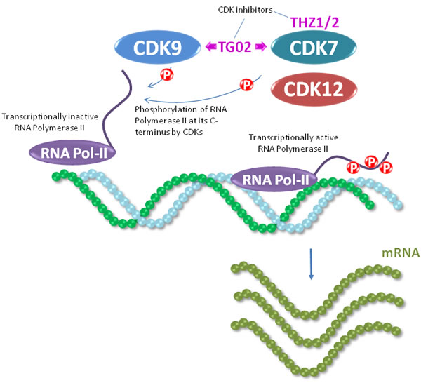 CDK7 and CDK9 act as regulators of RNA polymerase II, an enzyme critical in mRNA production which is required for protein synthesis.