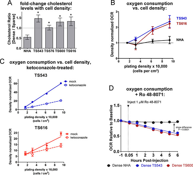 Dense glioma cells use oxygen to maintain cholesterol synthesis.