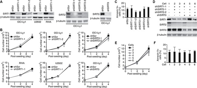 Knockdown of SIRT1, 2 or 3 in DLBCL cells has no effect on cell proliferation and survival.