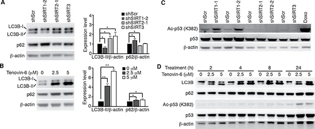 Tenovin-6-mediated increase of LC3B-II is SIRT1/2/3- and p53-independent.