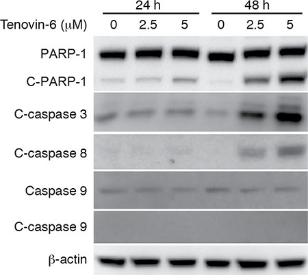 Tenovin-6 induces apoptosis through the extrinsic cell-death pathway.