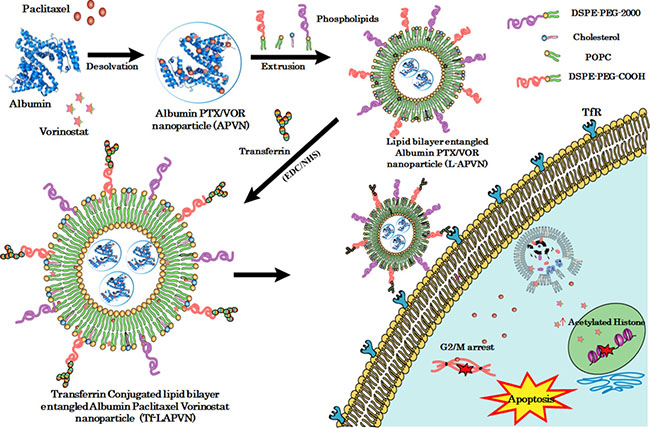 Schematic illustration of preparation of ligand-directed albumin conjugate-supported lipid bilayer for combinational co-delivery of paclitaxel and vorinostat.