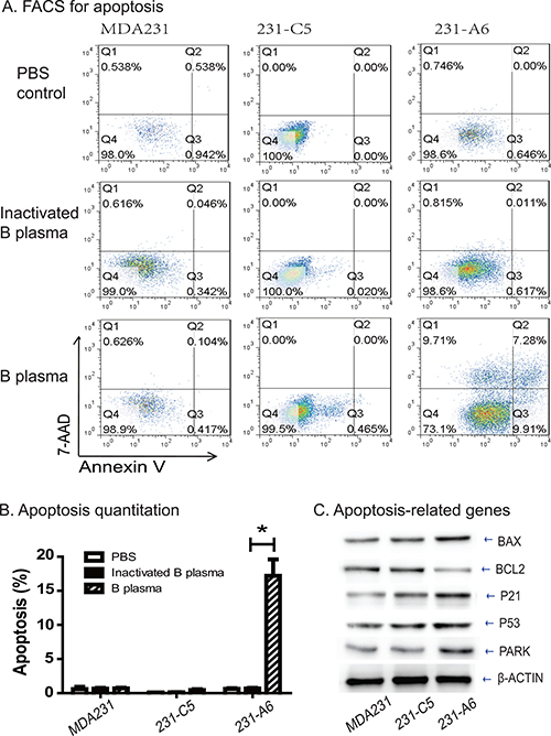 Group B plasma induces cell apoptosis in 231-A6 cells.