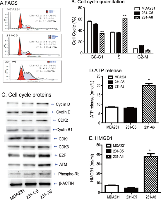 Blood group antigen induces S phase arrest and immunogenic cell death.
