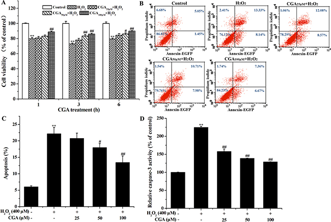 Protective effect of CGA on H2O2-induced cytotoxicity and inhibitory effect of CGA on H2O2-induced apoptosis in MC3T3-E1 cells.