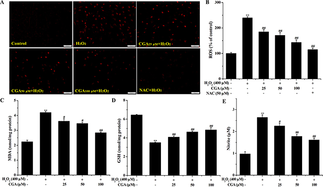 Effects of CGA on intracellular ROS, MDA, GSH and NO levels after H2O2 treatment.