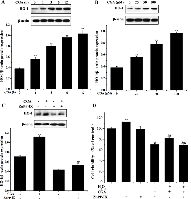 Effects of CGA on HO-1 protein induction.